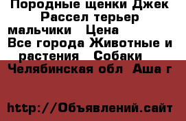 Породные щенки Джек Рассел терьер-мальчики › Цена ­ 40 000 - Все города Животные и растения » Собаки   . Челябинская обл.,Аша г.